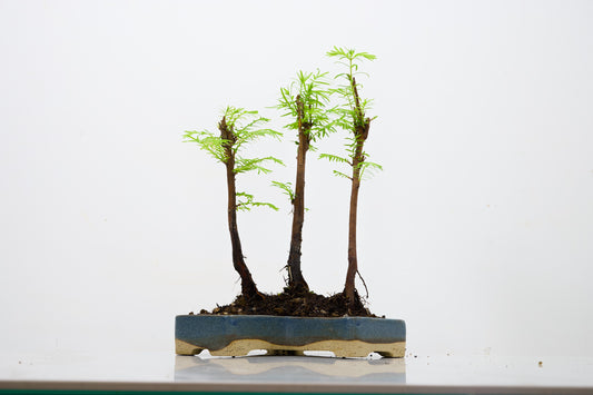 Dawn Redwood Bonsai 3 Tree Group