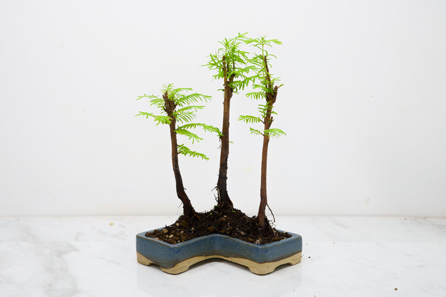 Dawn Redwood Bonsai 3 Tree Group