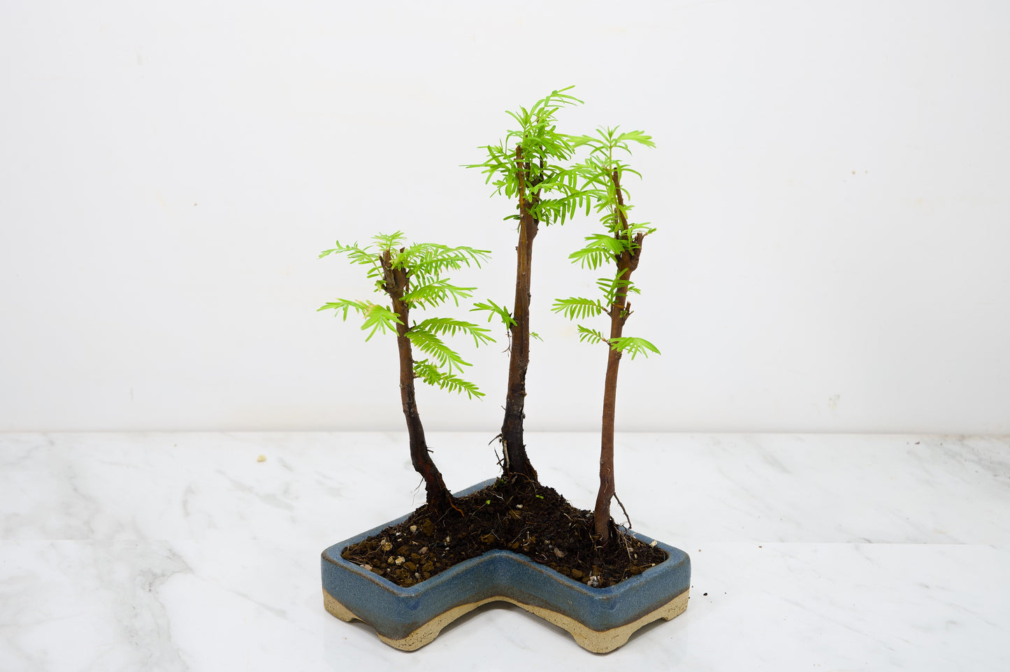 Dawn Redwood Bonsai 3 Tree Group
