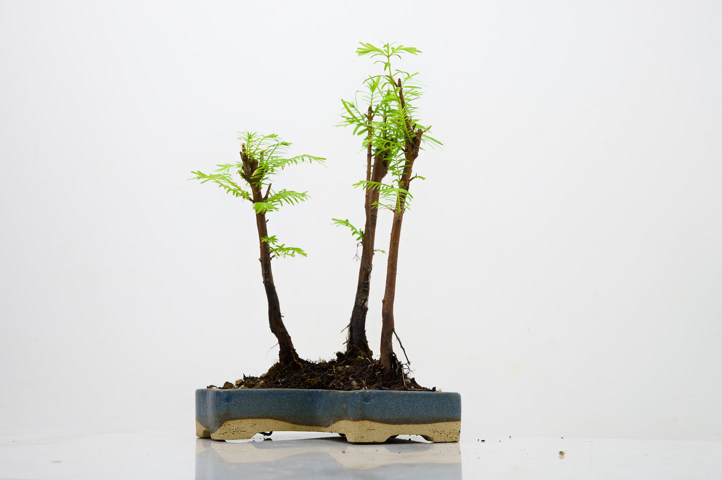 Dawn Redwood Bonsai 3 Tree Group