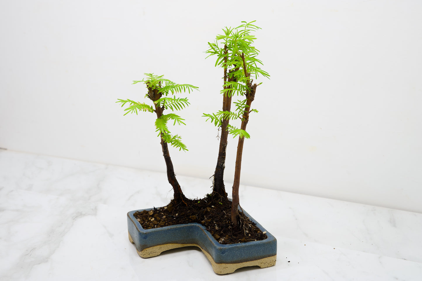 Dawn Redwood Bonsai 3 Tree Group