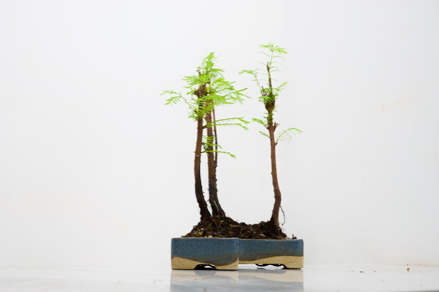 Dawn Redwood Bonsai 3 Tree Group