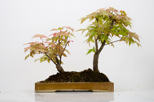 Deshojo Japanese Maple Bonsai+ Care Kit