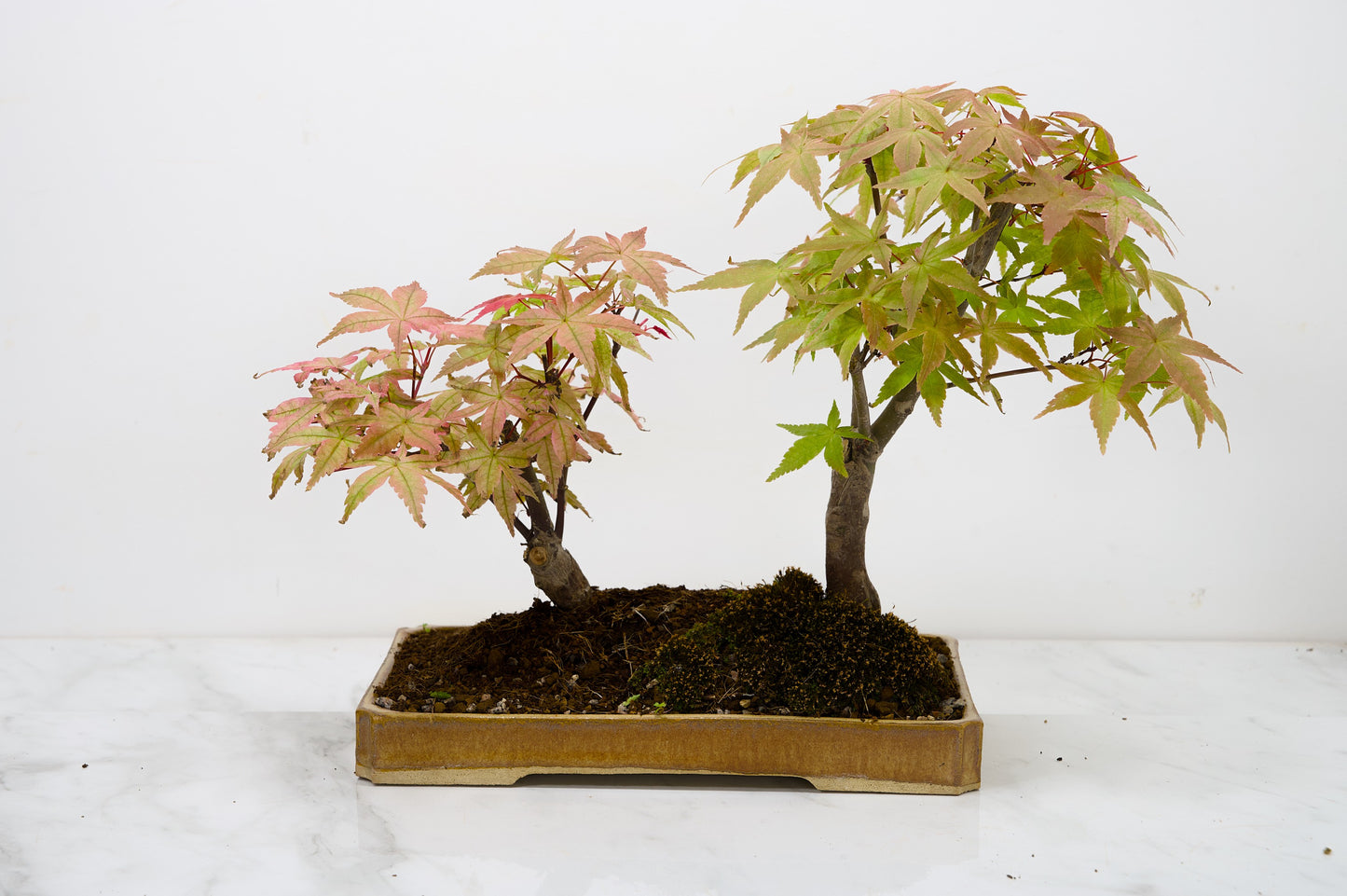 Deshojo Japanese Maple Bonsai+ Care Kit