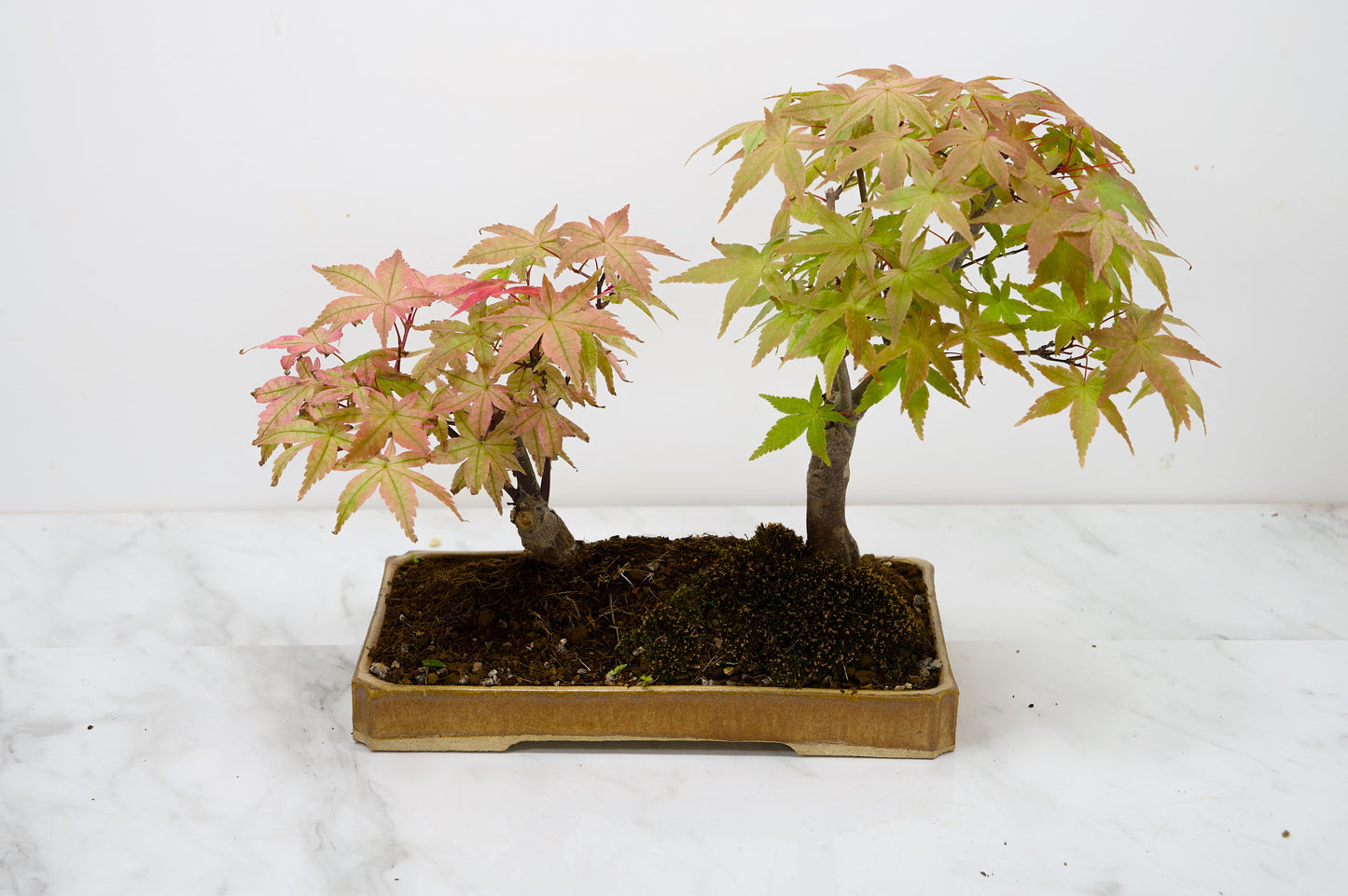 Deshojo Japanese Maple Bonsai+ Care Kit