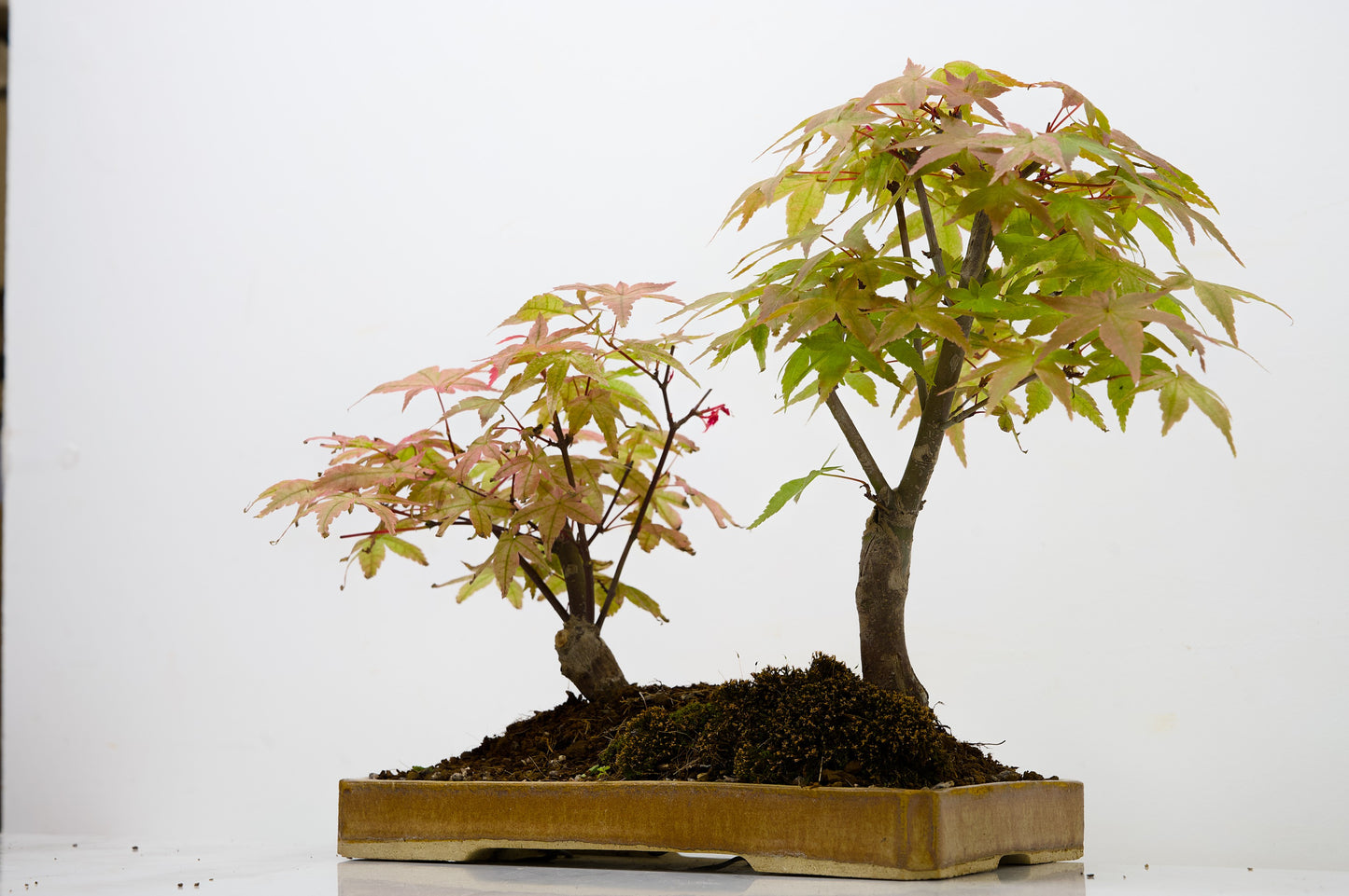 Deshojo Japanese Maple Bonsai+ Care Kit
