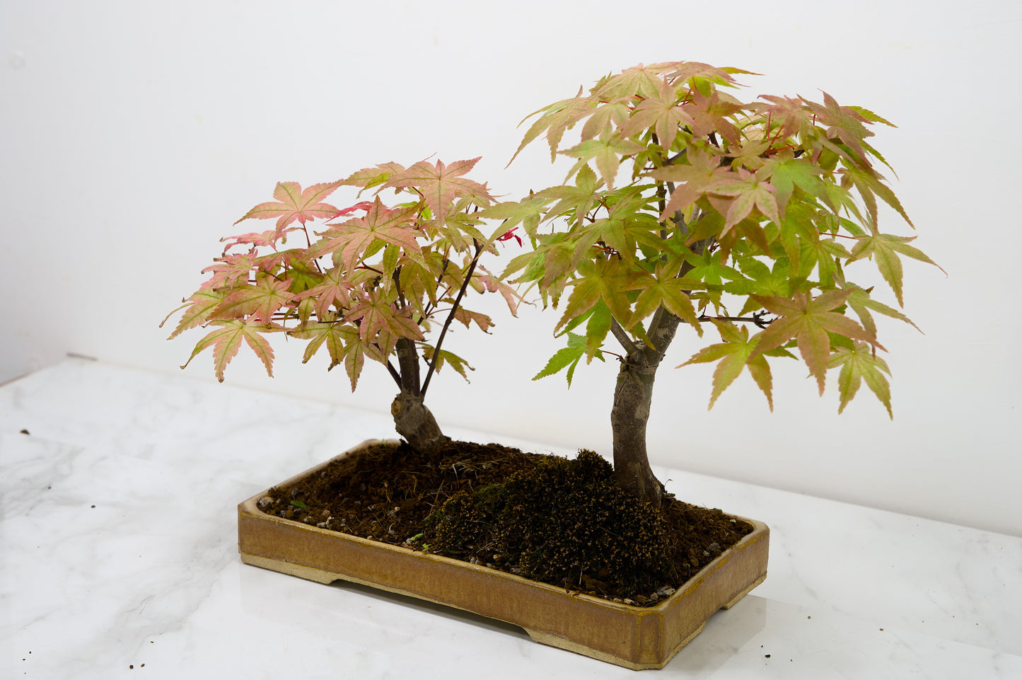 Deshojo Japanese Maple Bonsai+ Care Kit