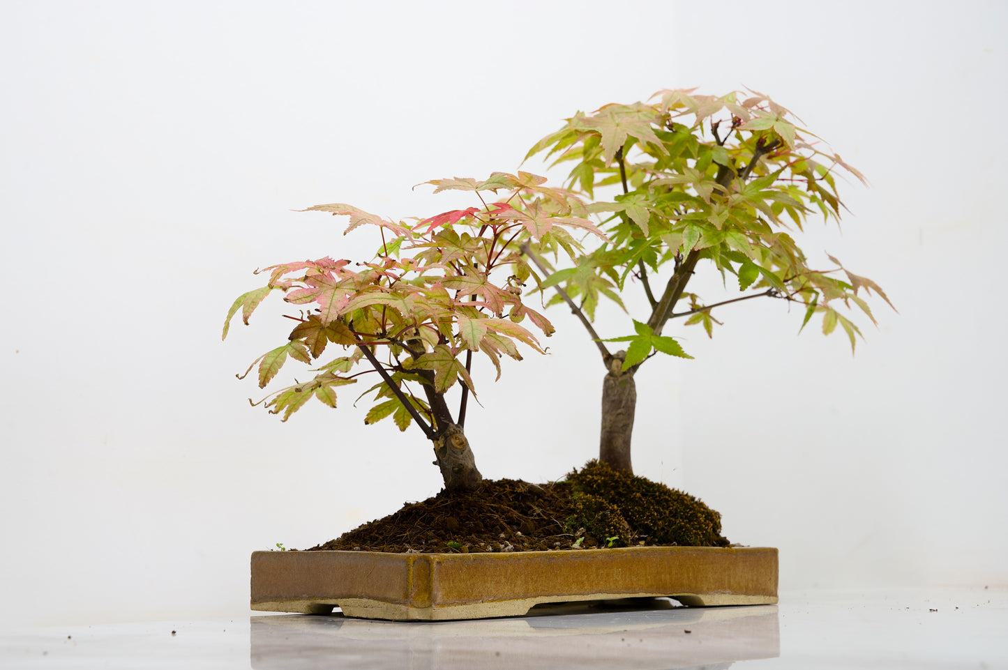 Deshojo Japanese Maple Bonsai+ Care Kit