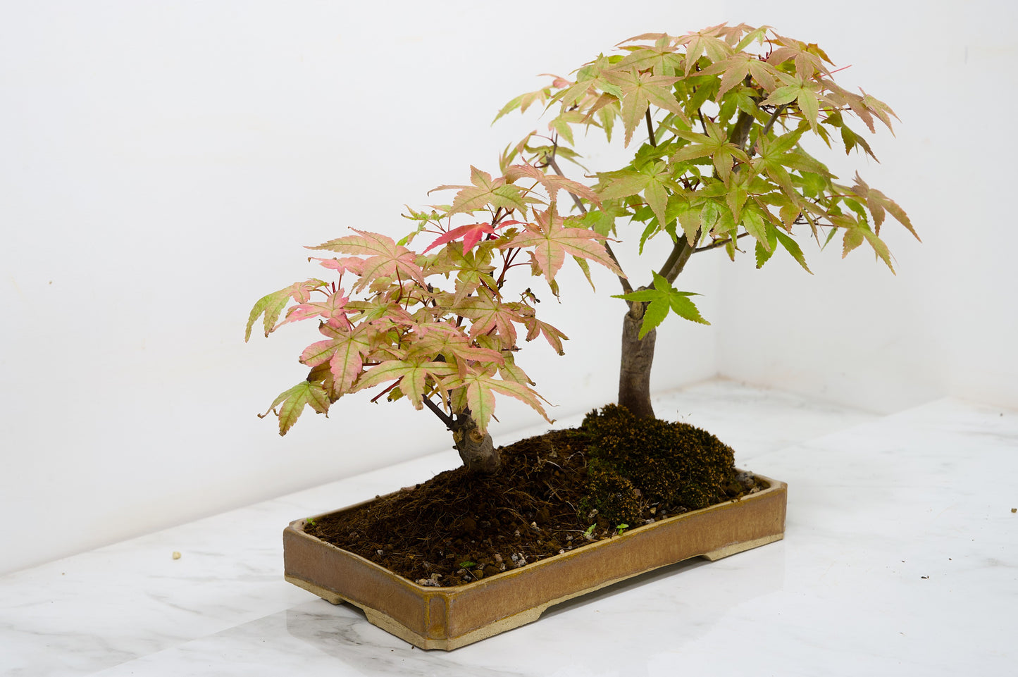 Deshojo Japanese Maple Bonsai+ Care Kit