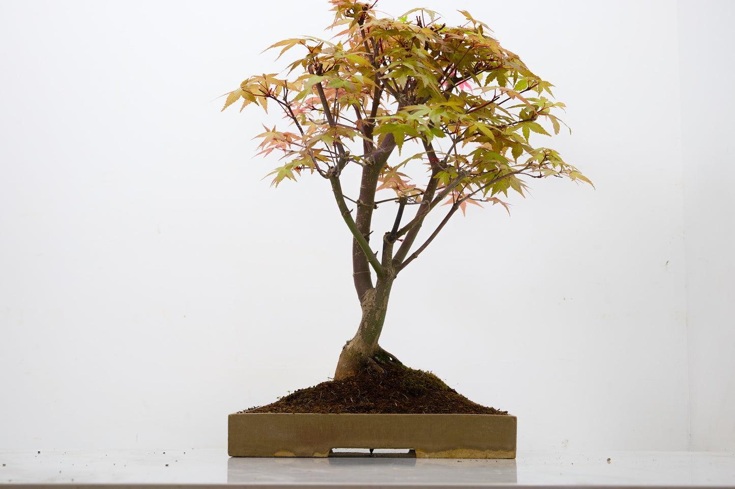 Deshojo Japanese Maple Bonsai+ Care Kit
