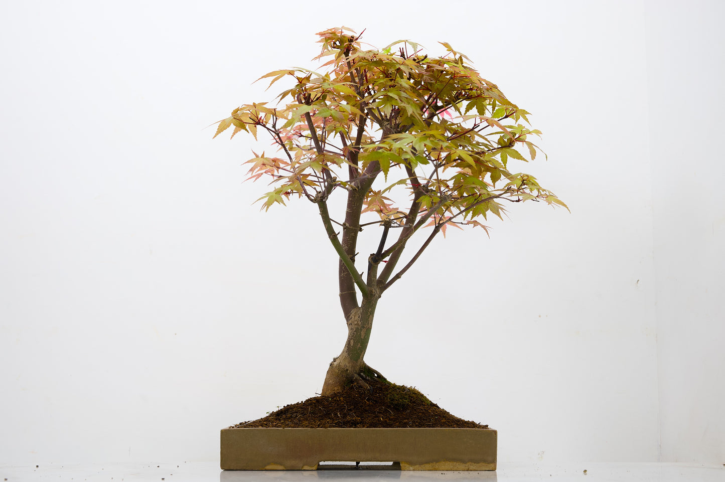 Deshojo Japanese Maple Bonsai+ Care Kit
