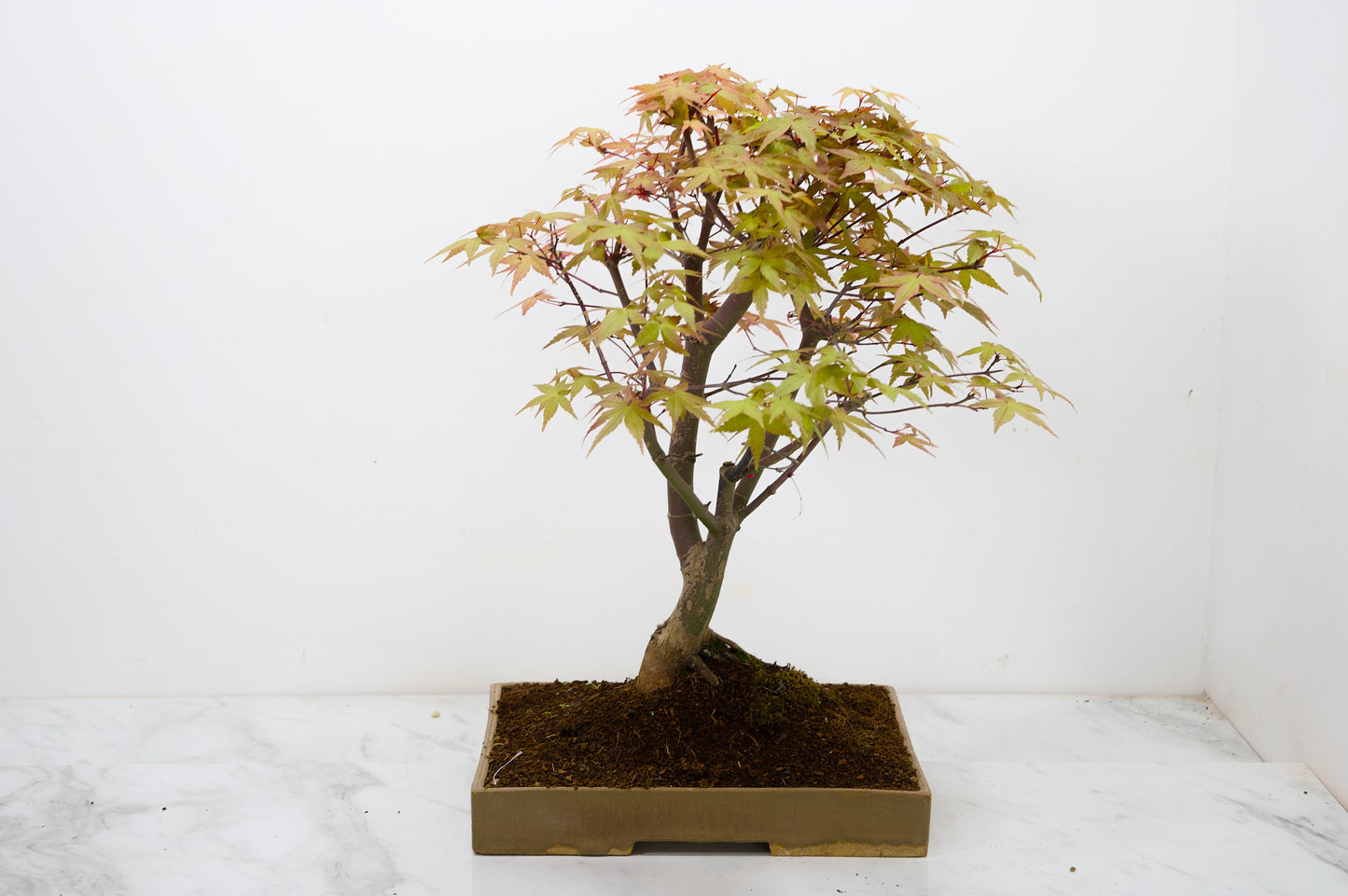 Deshojo Japanese Maple Bonsai+ Care Kit