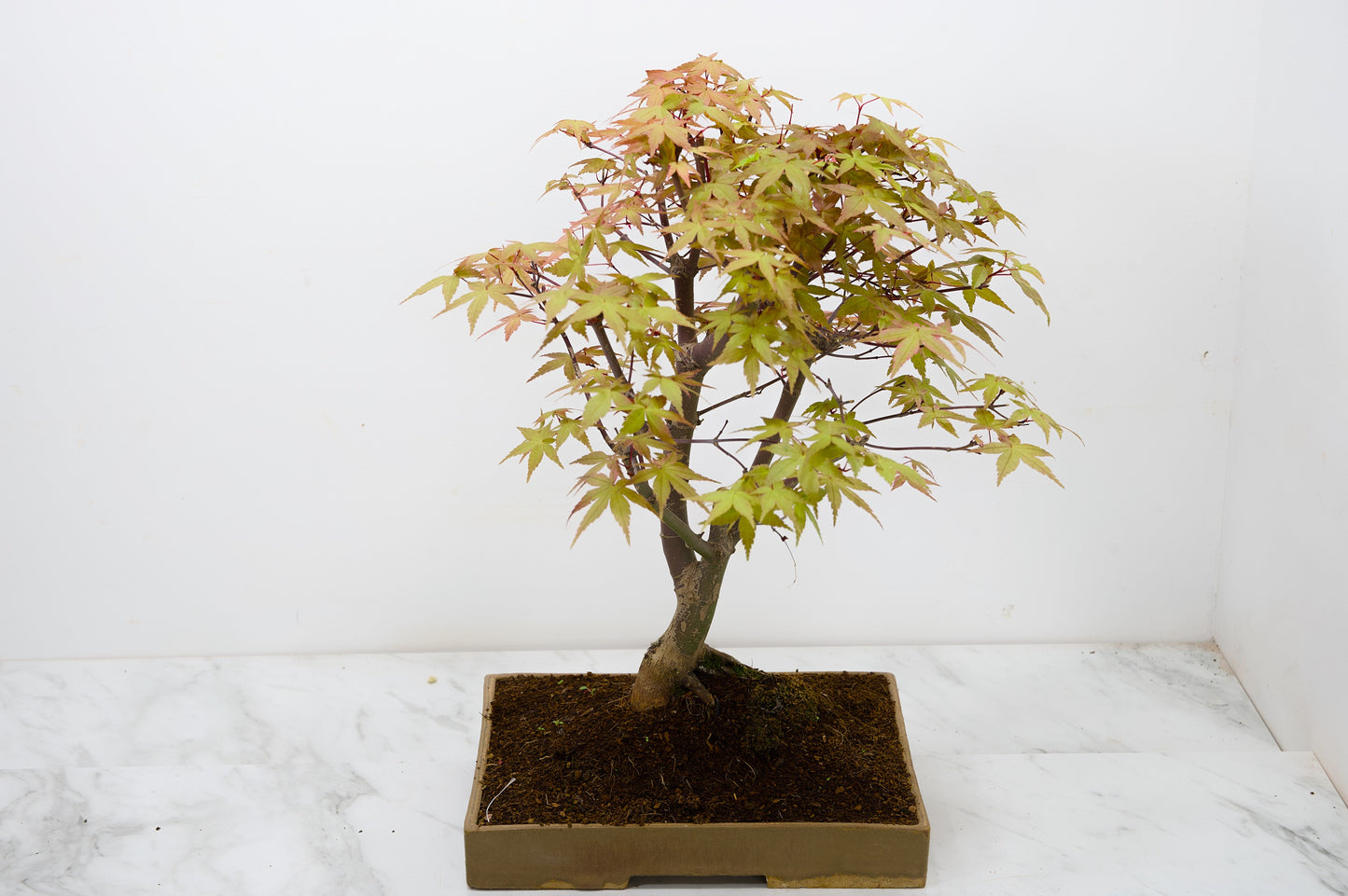 Deshojo Japanese Maple Bonsai+ Care Kit