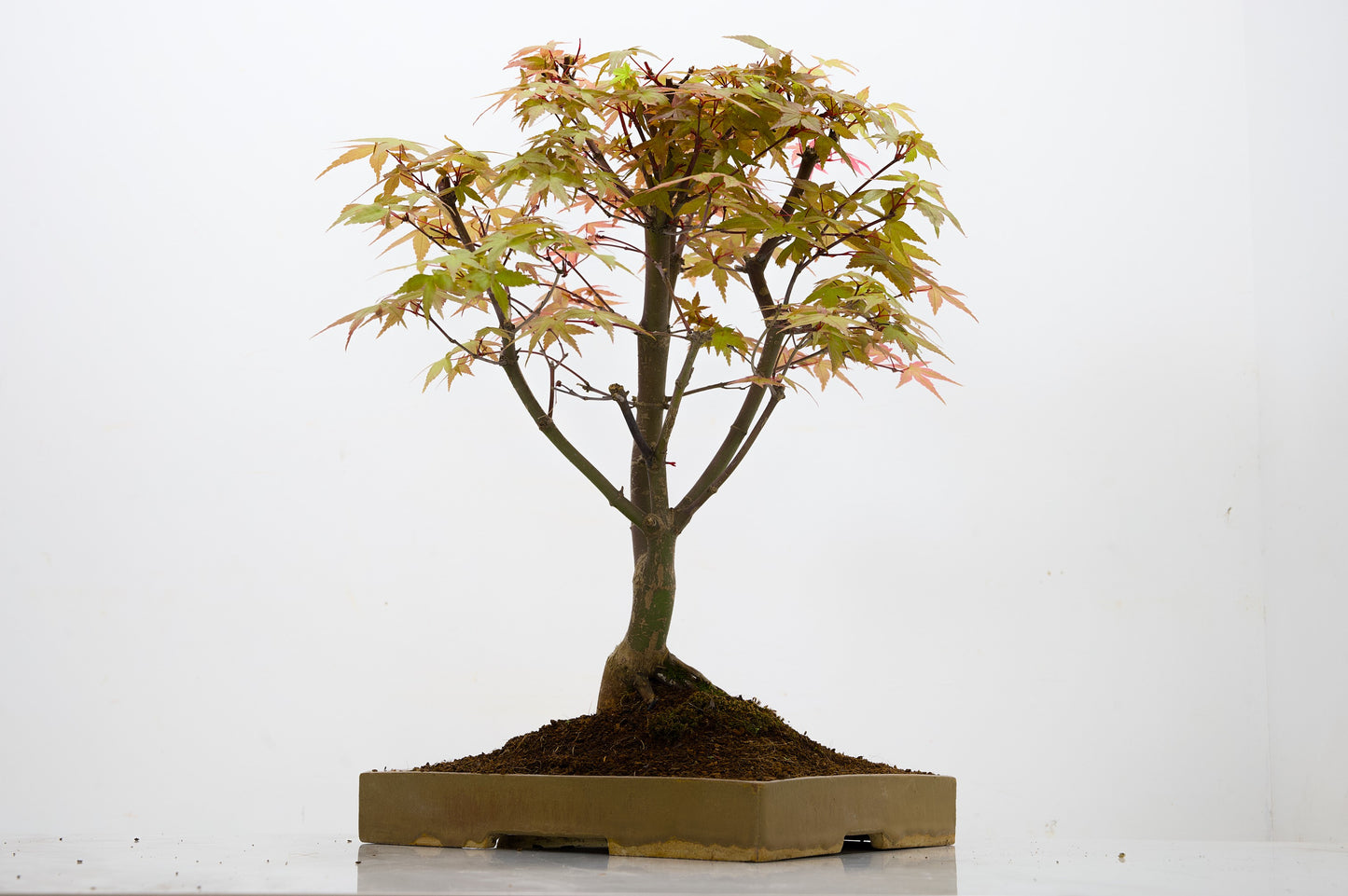 Deshojo Japanese Maple Bonsai+ Care Kit