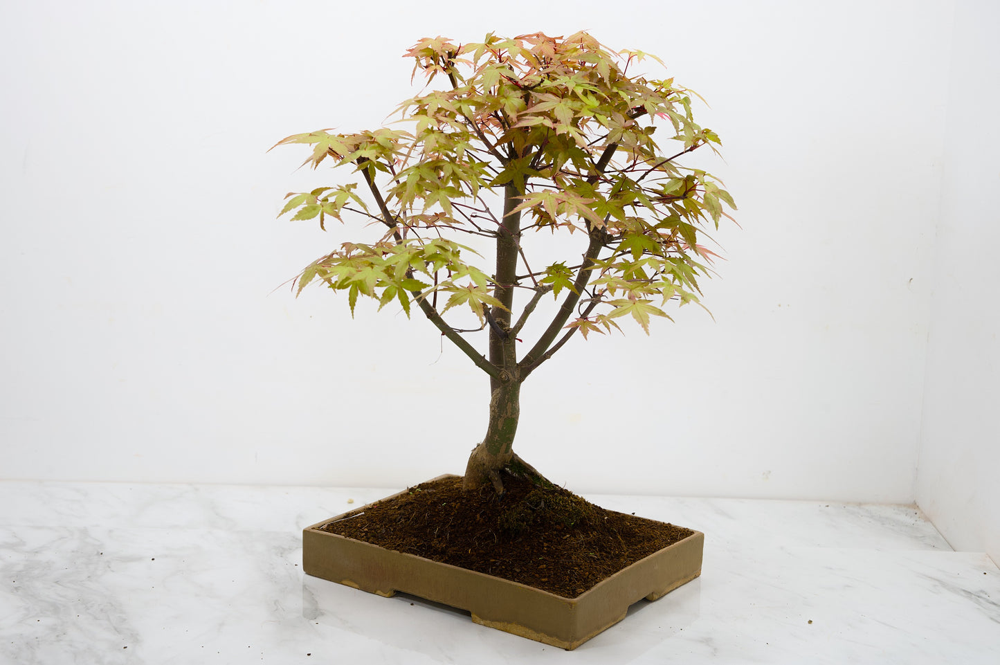Deshojo Japanese Maple Bonsai+ Care Kit