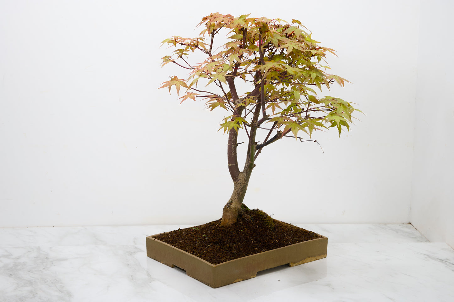 Deshojo Japanese Maple Bonsai+ Care Kit