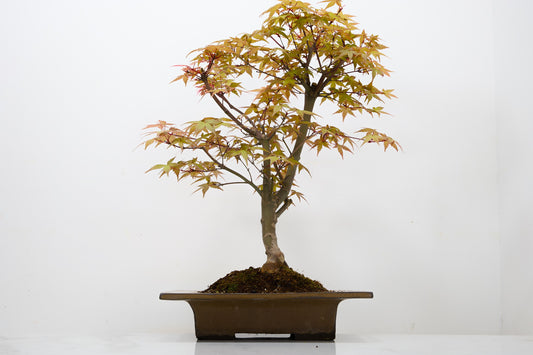 Deshojo Japanese Maple Bonsai+ Care Kit
