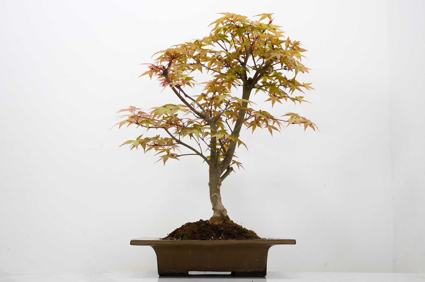 Deshojo Japanese Maple Bonsai+ Care Kit