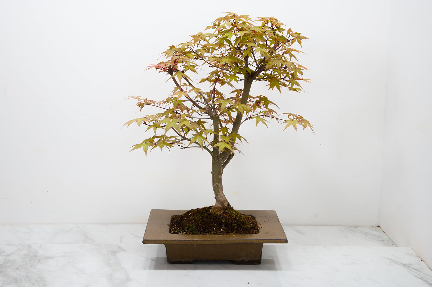 Deshojo Japanese Maple Bonsai+ Care Kit