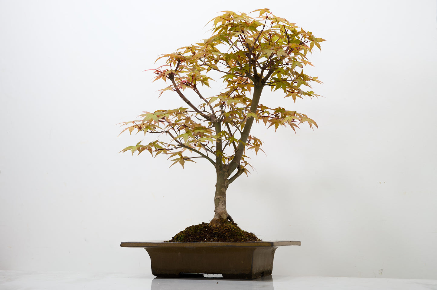 Deshojo Japanese Maple Bonsai+ Care Kit