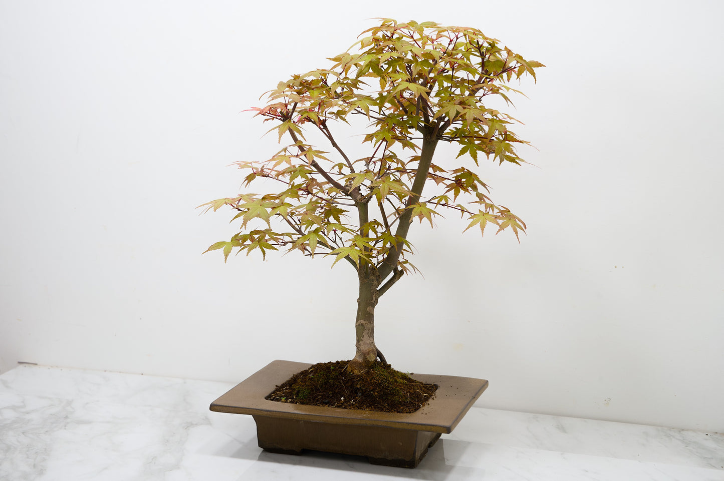 Deshojo Japanese Maple Bonsai+ Care Kit