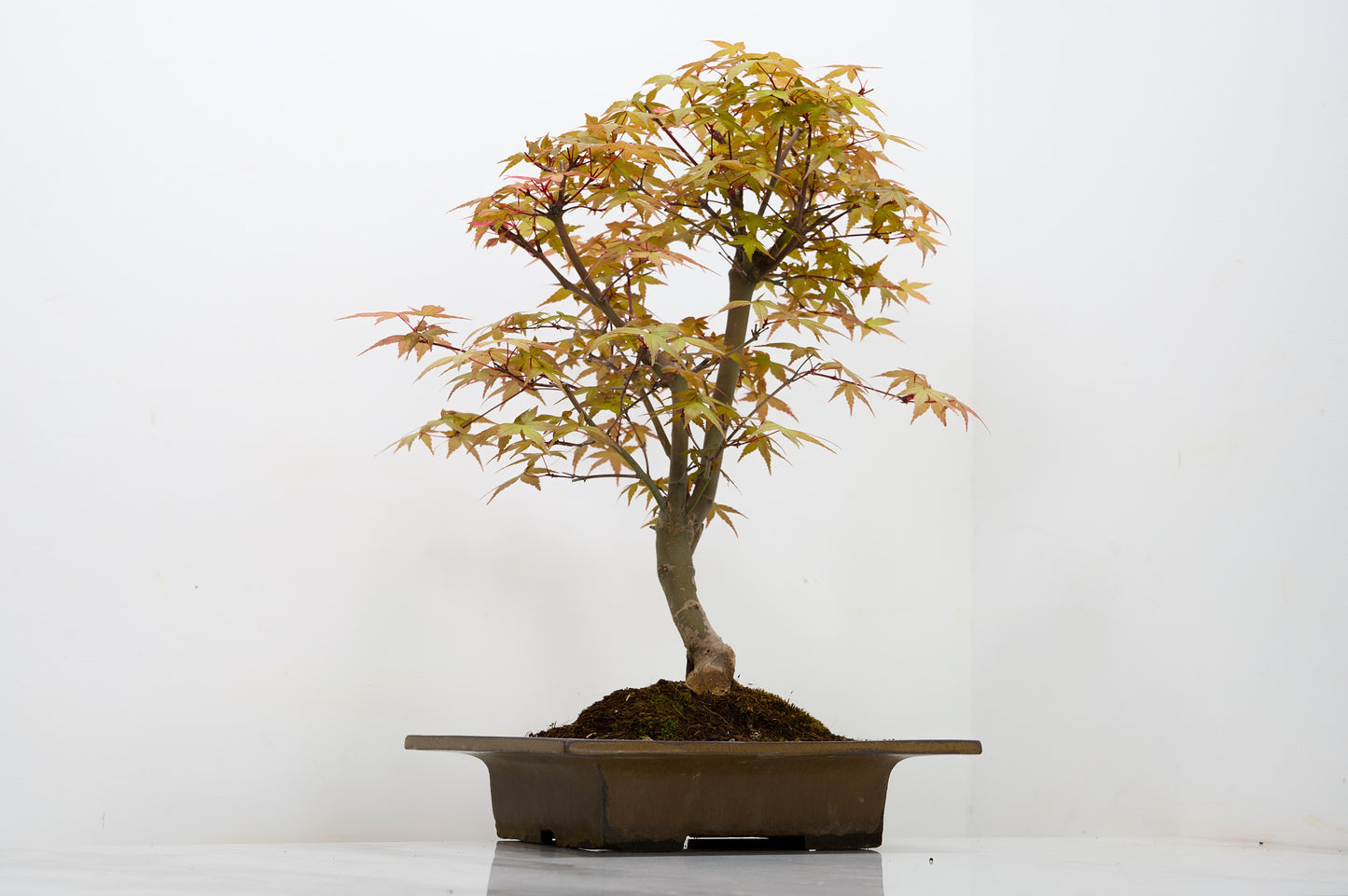 Deshojo Japanese Maple Bonsai+ Care Kit