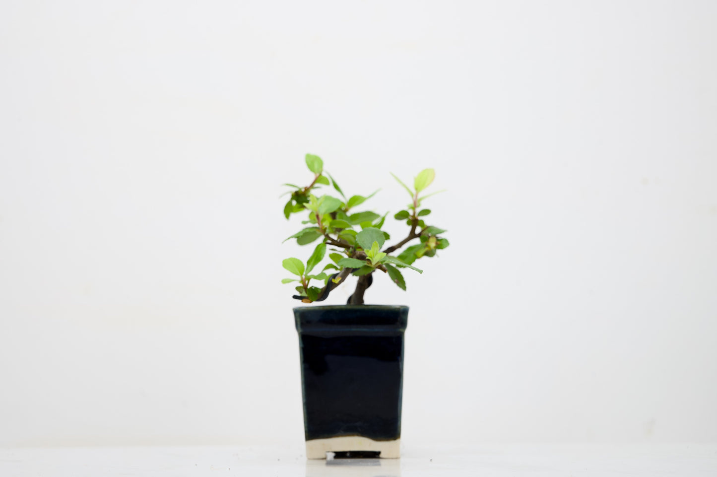 Pyracantha Bonsai Tree