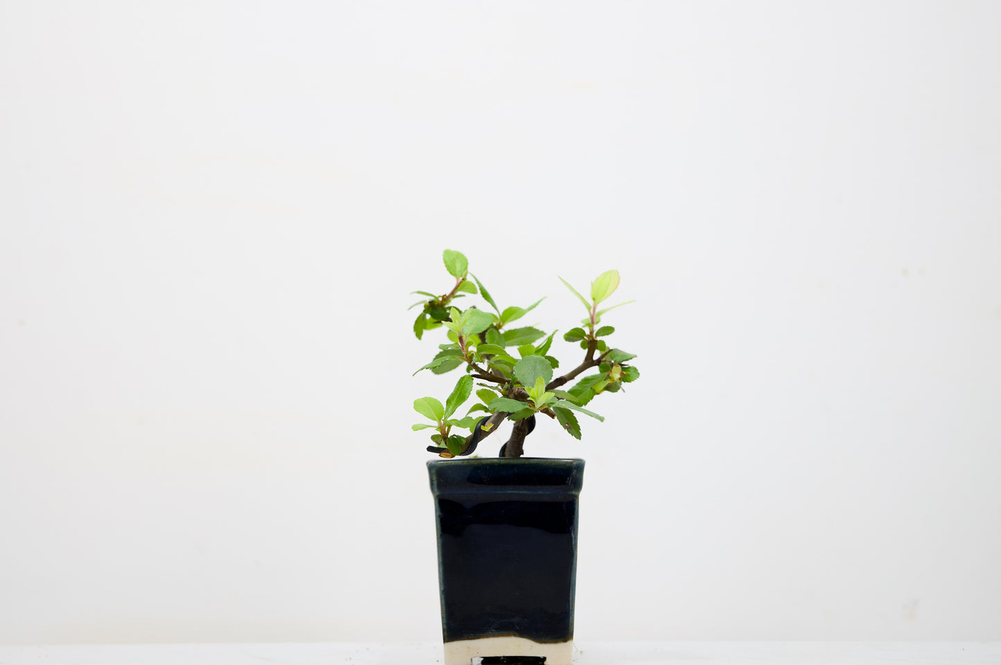 Pyracantha Bonsai Tree