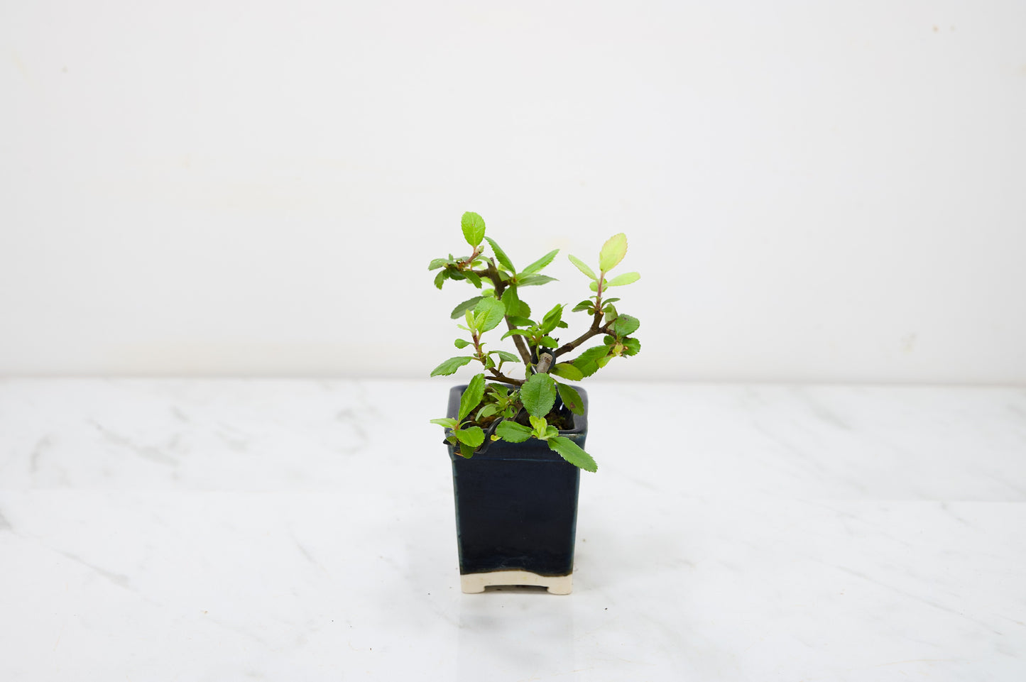 Pyracantha Bonsai Tree