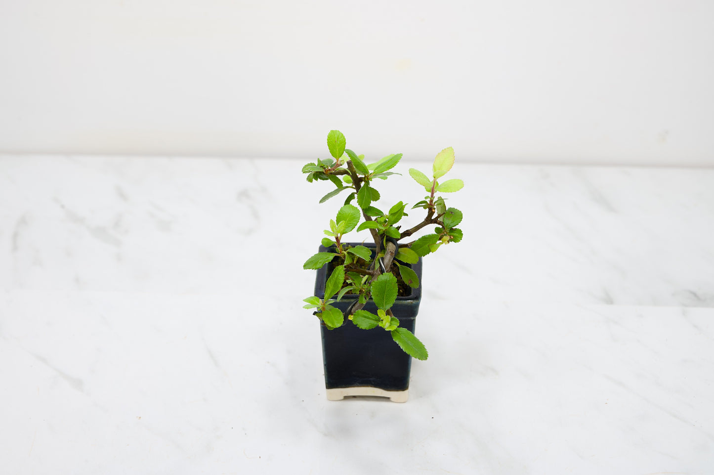 Pyracantha Bonsai Tree