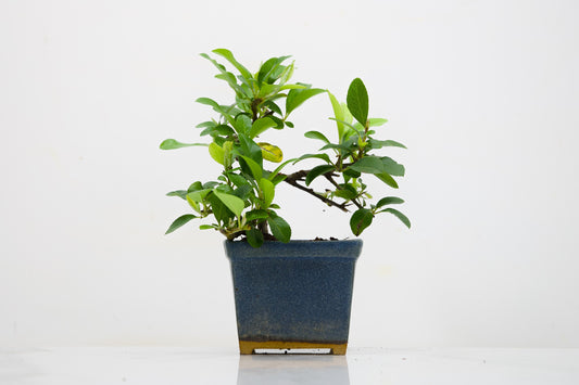 Pyracantha Bonsai Tree
