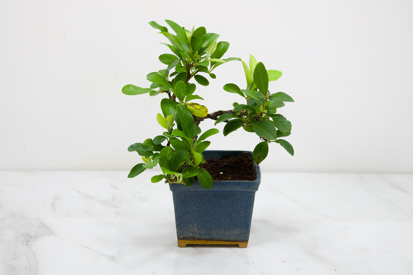 Pyracantha Bonsai Tree