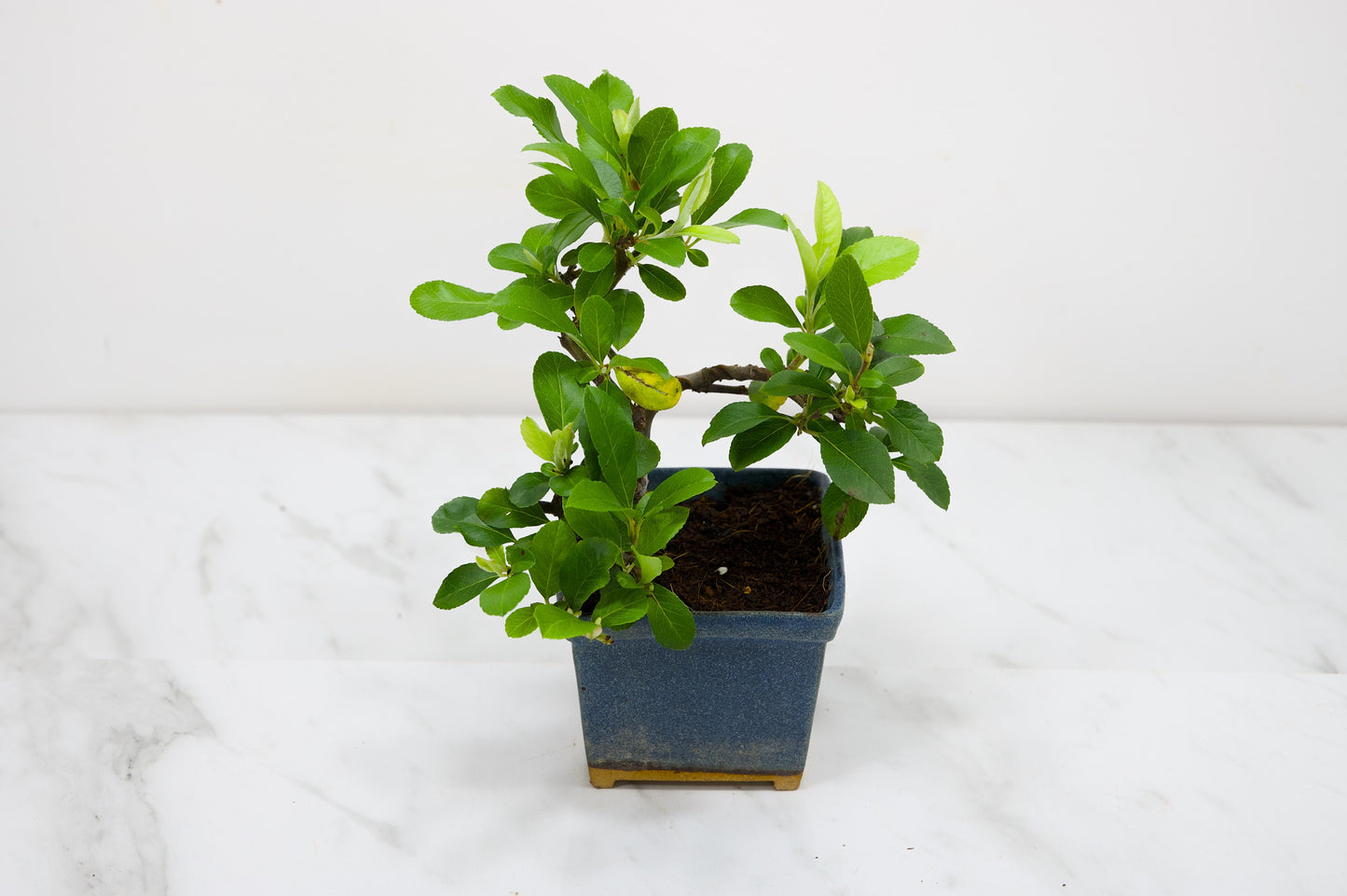 Pyracantha Bonsai Tree
