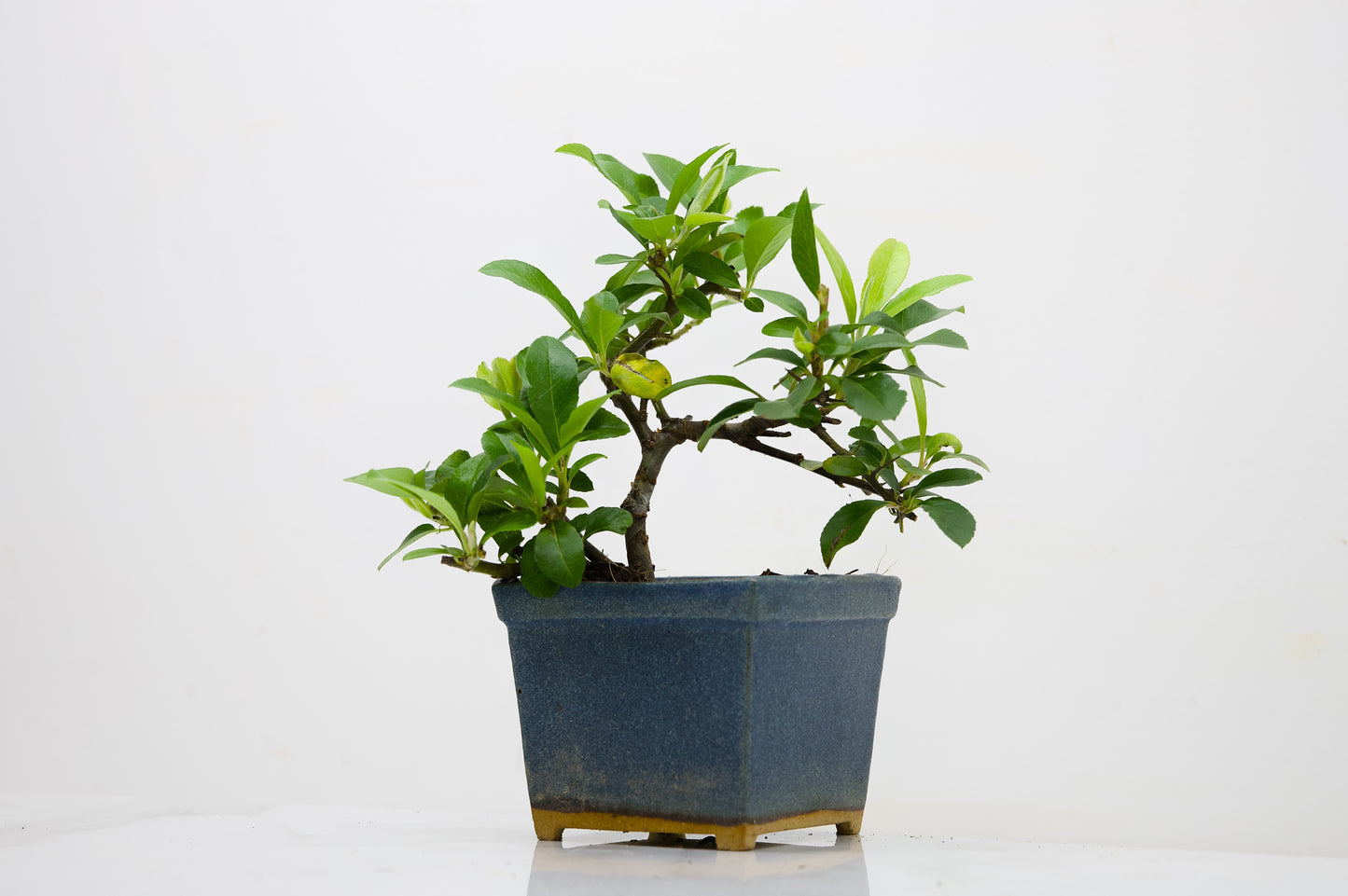 Pyracantha Bonsai Tree