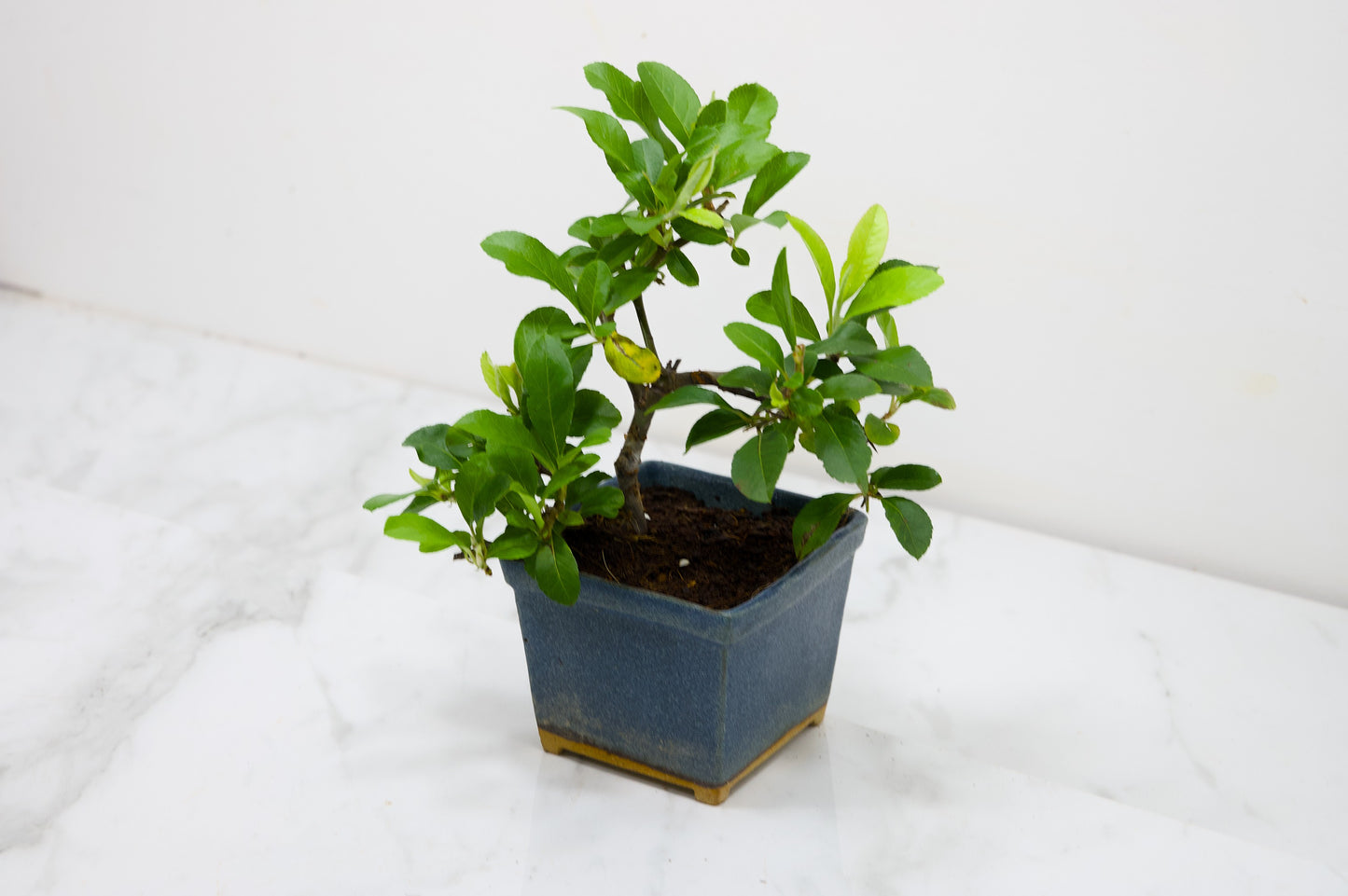 Pyracantha Bonsai Tree