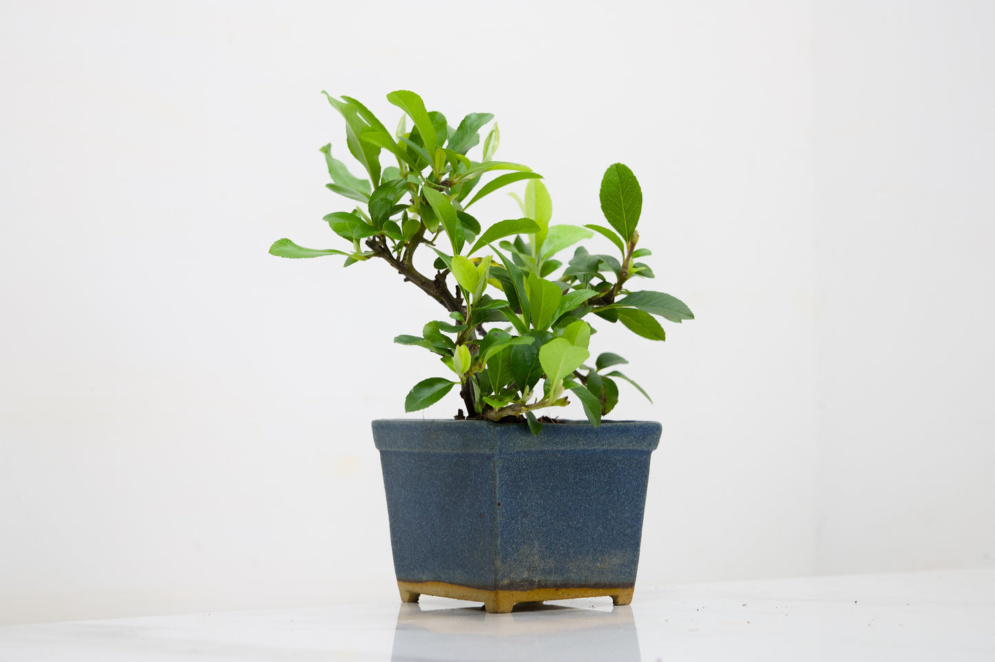 Pyracantha Bonsai Tree