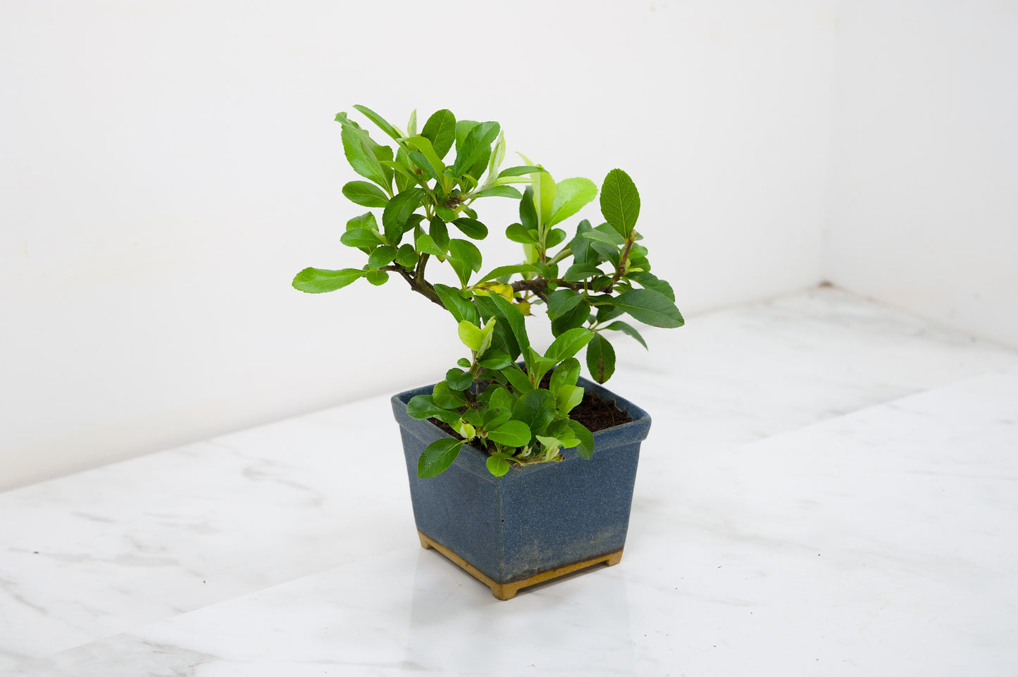 Pyracantha Bonsai Tree