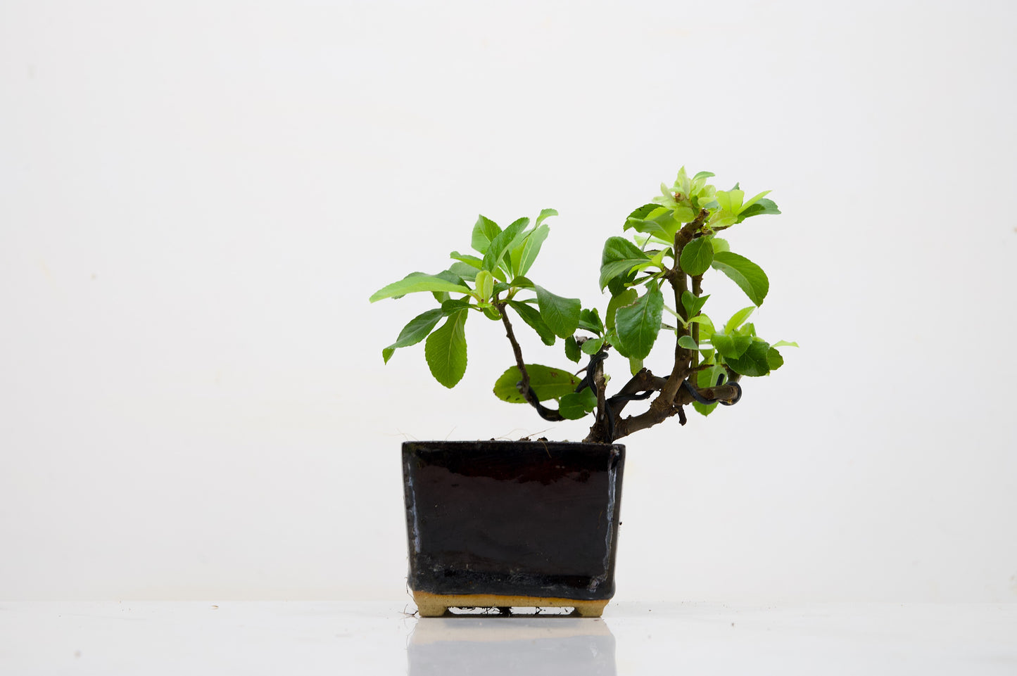 Pyracantha Bonsai Tree
