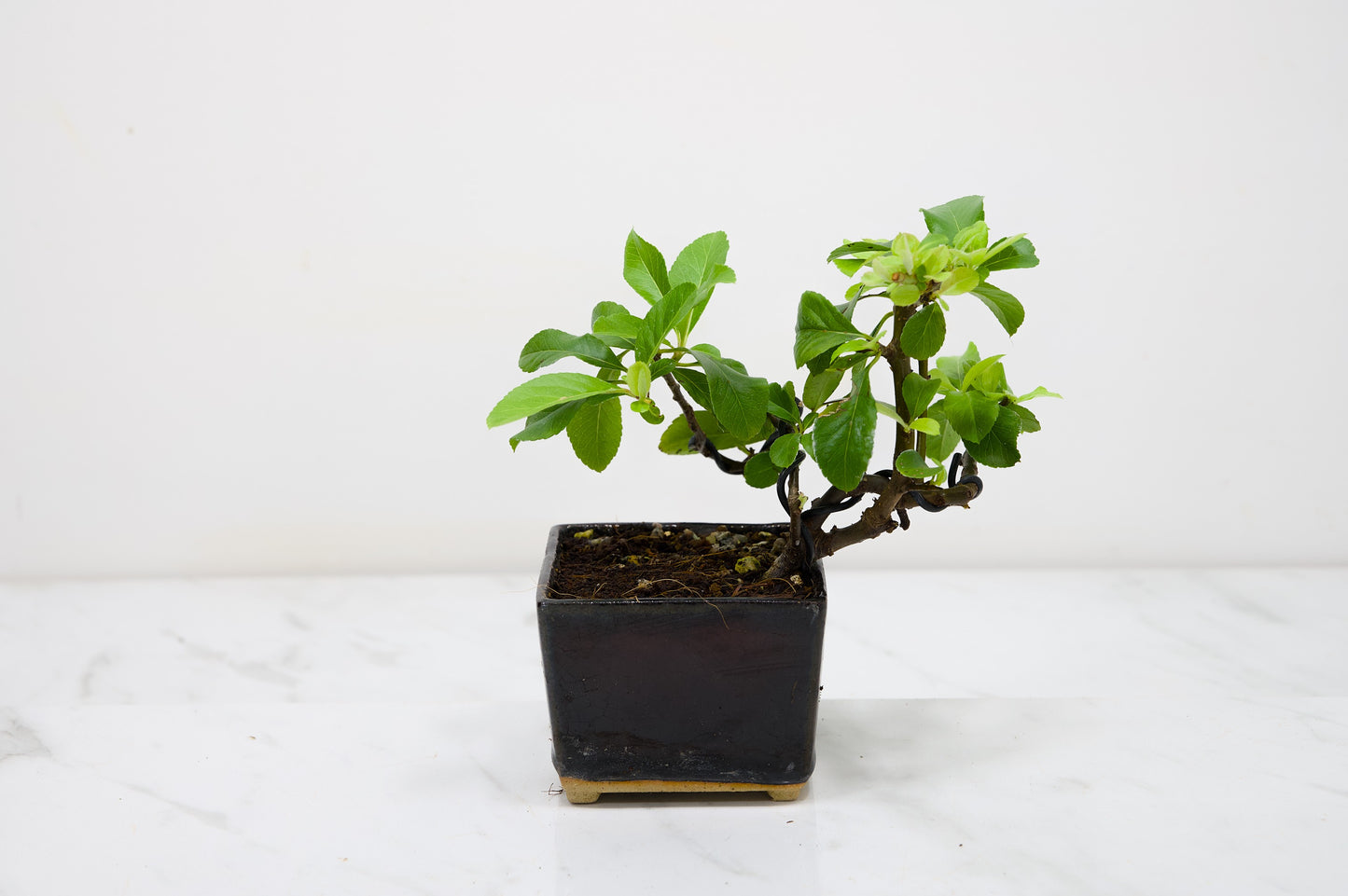 Pyracantha Bonsai Tree