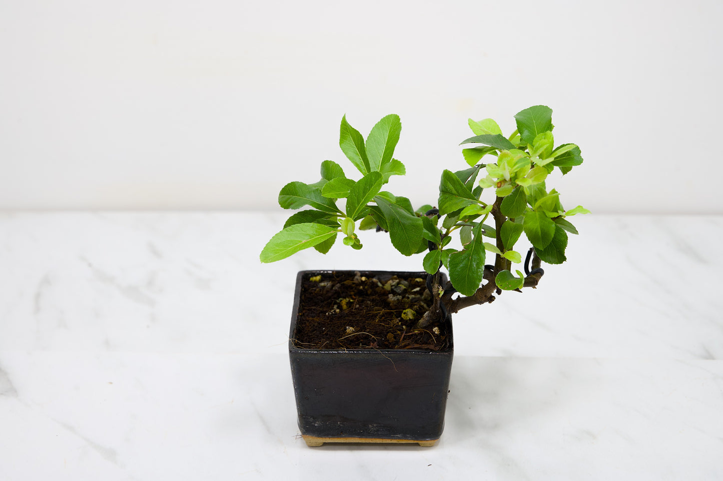 Pyracantha Bonsai Tree
