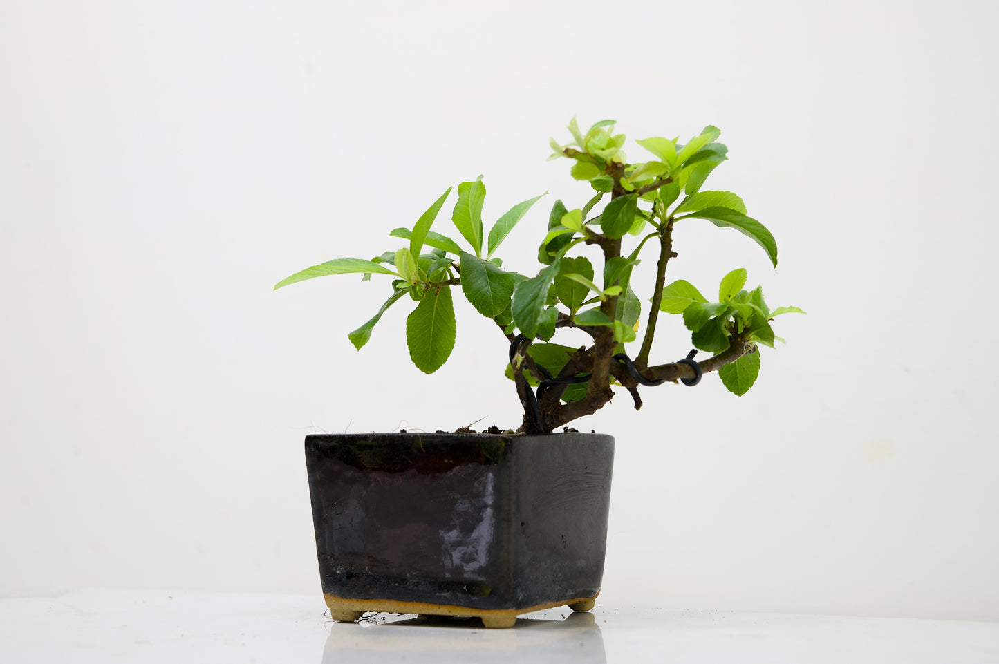 Pyracantha Bonsai Tree