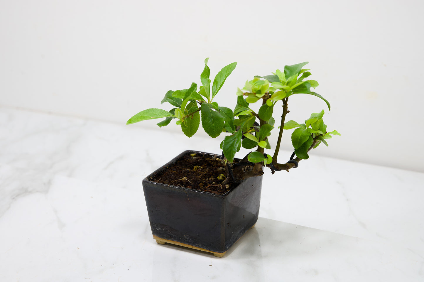 Pyracantha Bonsai Tree