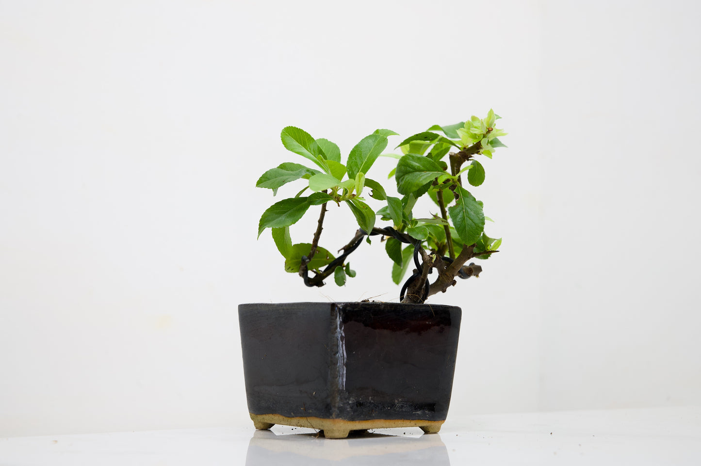 Pyracantha Bonsai Tree