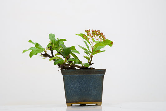 Pyracantha Bonsai Tree