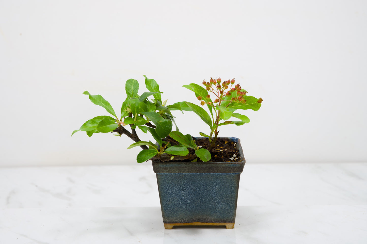 Pyracantha Bonsai Tree