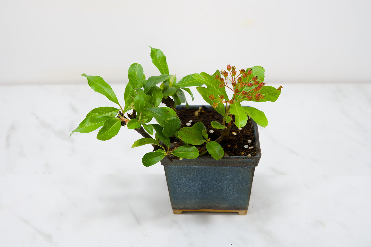 Pyracantha Bonsai Tree