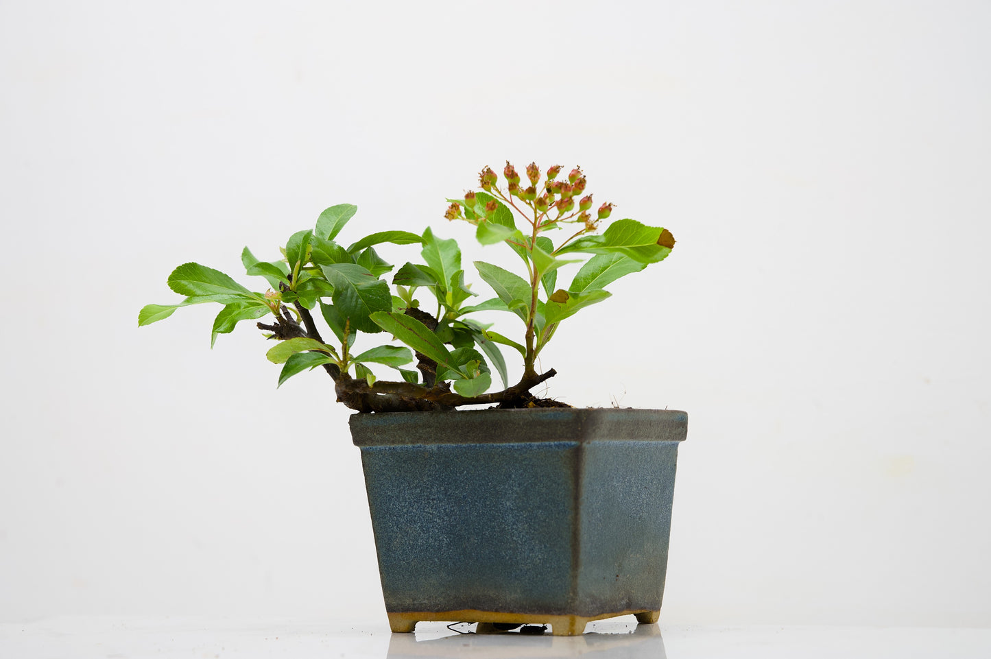 Pyracantha Bonsai Tree