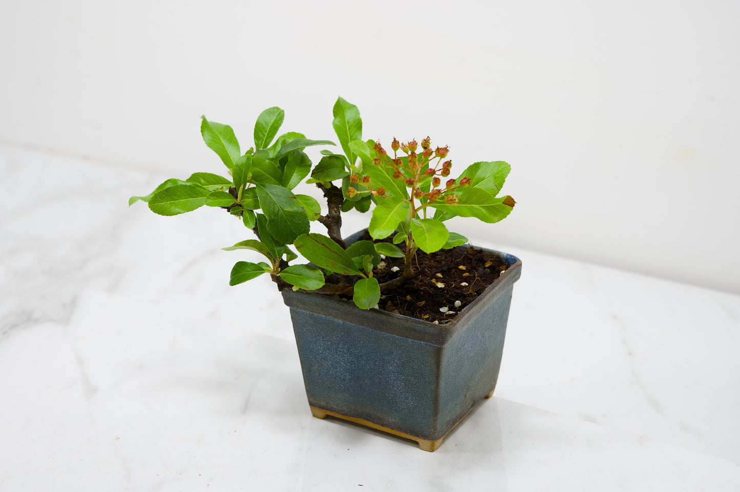 Pyracantha Bonsai Tree