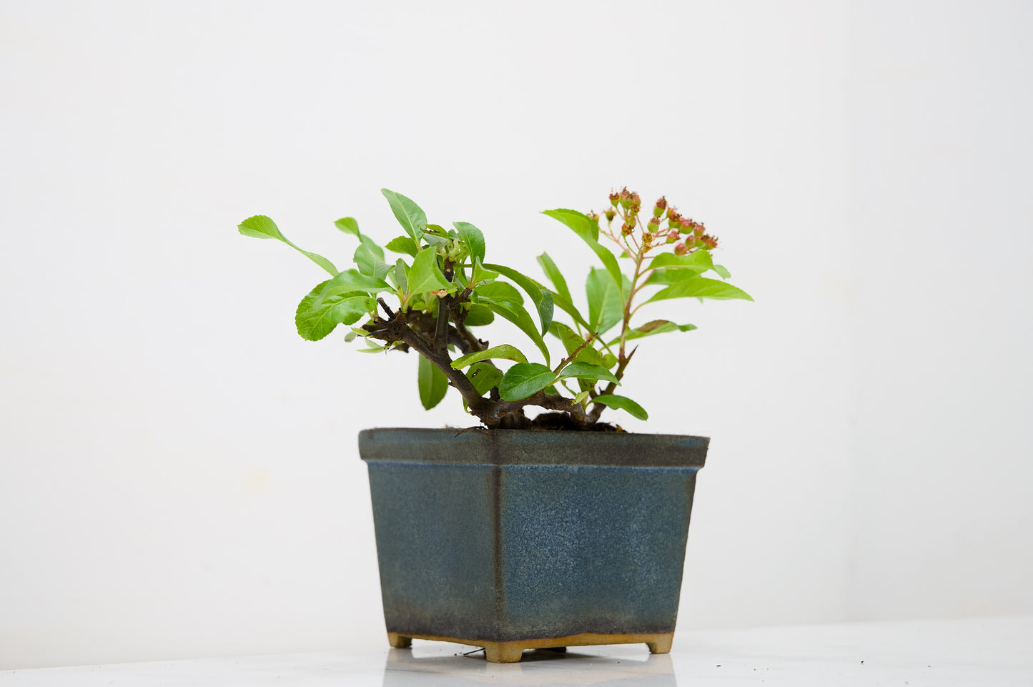 Pyracantha Bonsai Tree