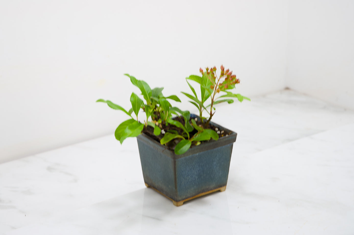Pyracantha Bonsai Tree